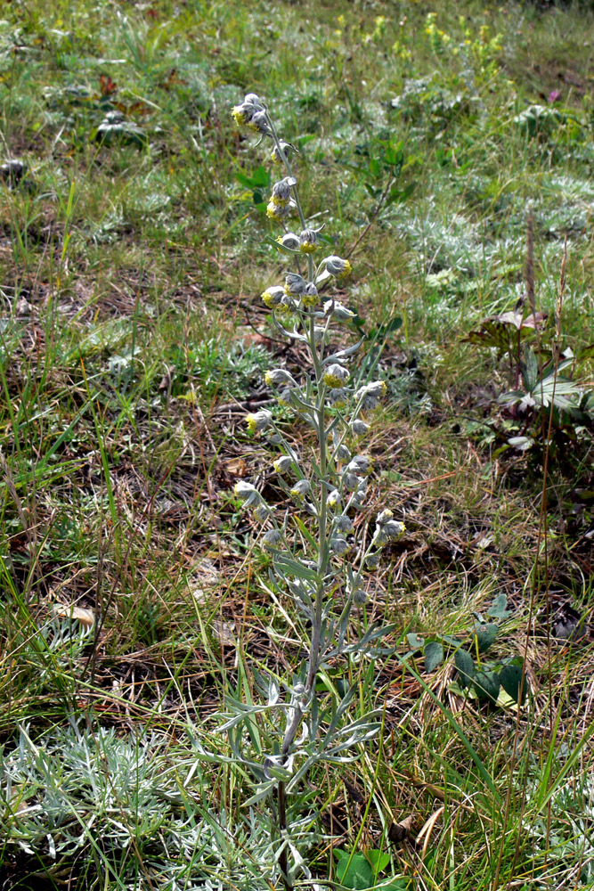 Image of Artemisia sericea specimen.