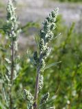 Artemisia vulgaris