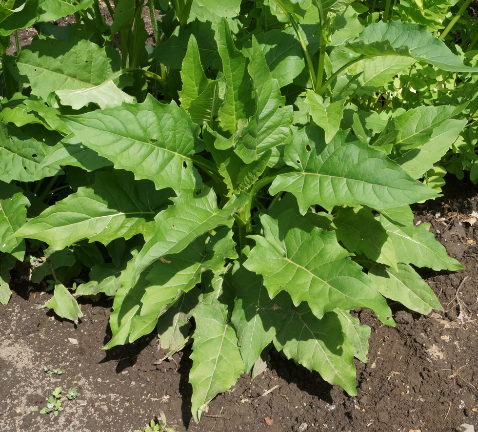 Изображение особи Silphium perfoliatum.