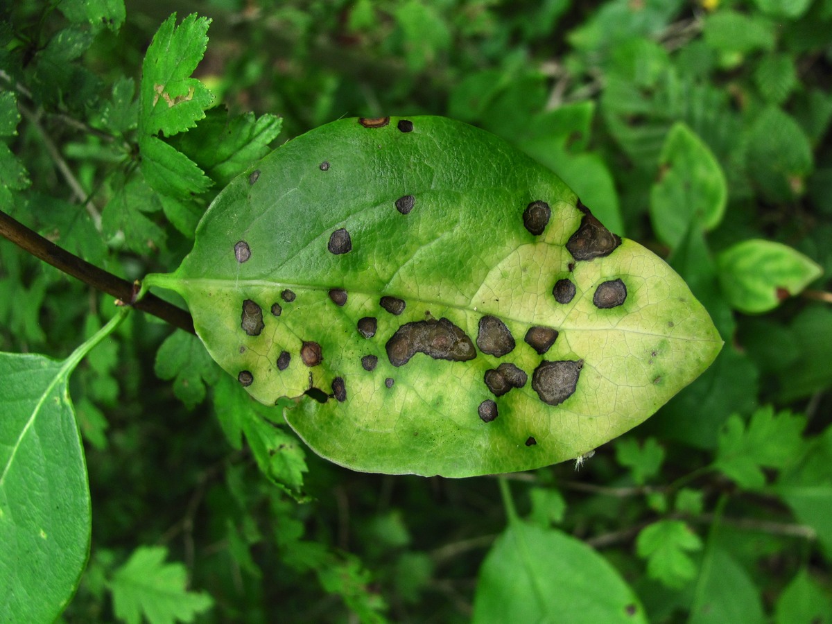 Изображение особи Lonicera caprifolium.