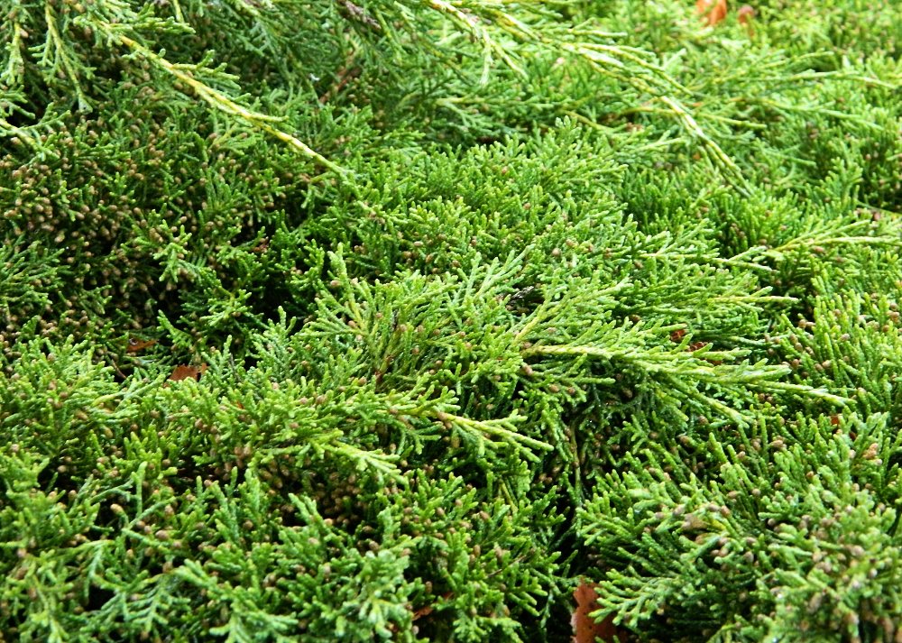 Image of Juniperus &times; pfitzeriana specimen.