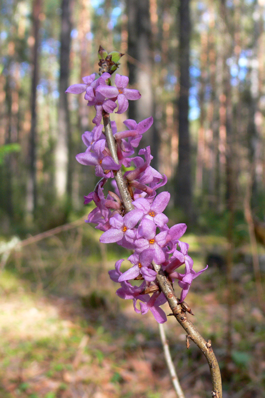 Изображение особи Daphne mezereum.