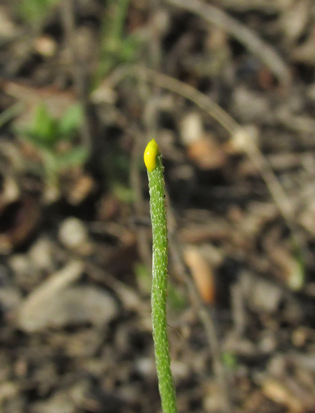 Image of Papaver stevenianum specimen.