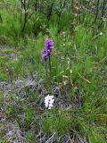 Dactylorhiza psychrophila. Цветущие растения среди погремков. Мурманск, Росляково, заросший стадион. 23.07.2014.