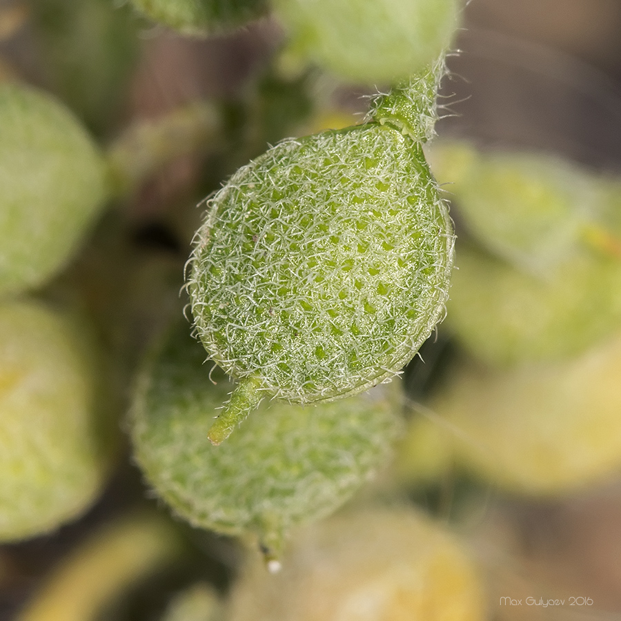 Image of Alyssum hirsutum specimen.