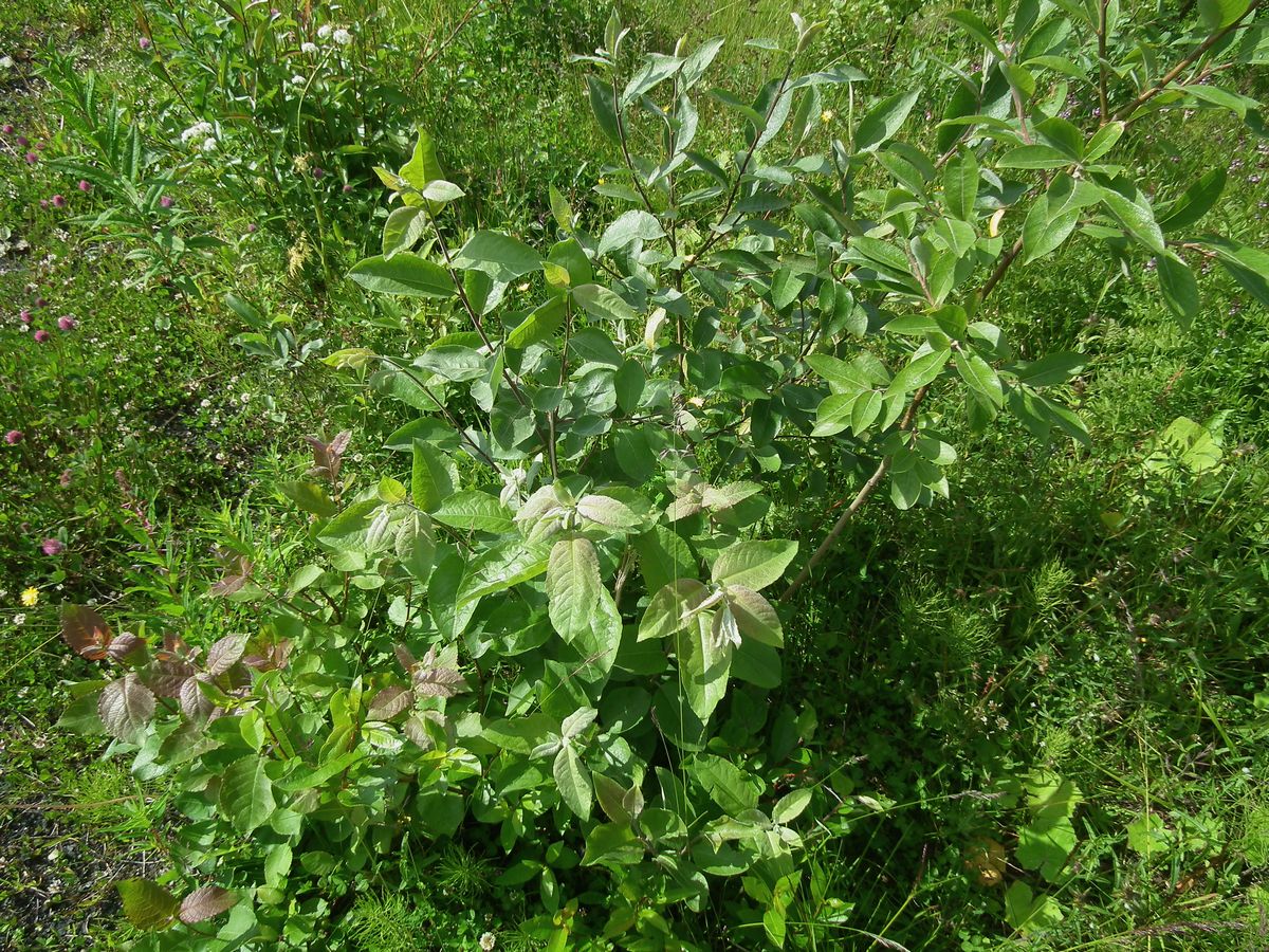 Image of Salix caprea specimen.