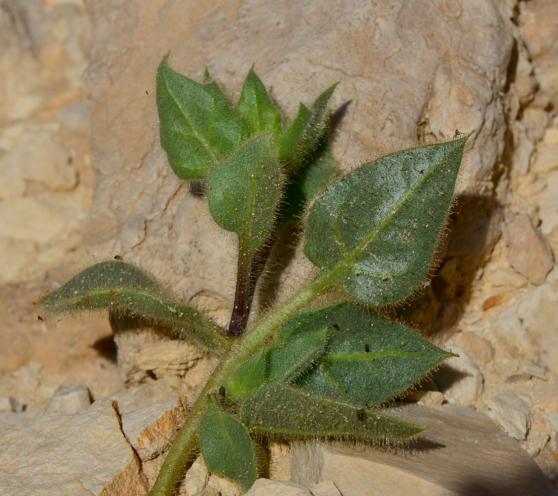 Image of Hyoscyamus desertorum  specimen.