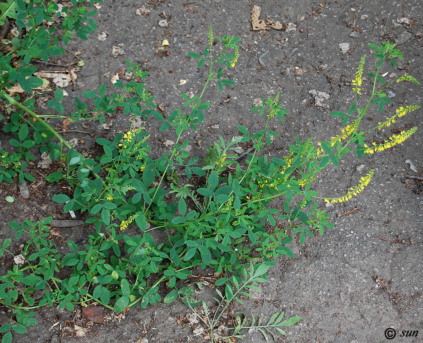 Image of Melilotus officinalis specimen.