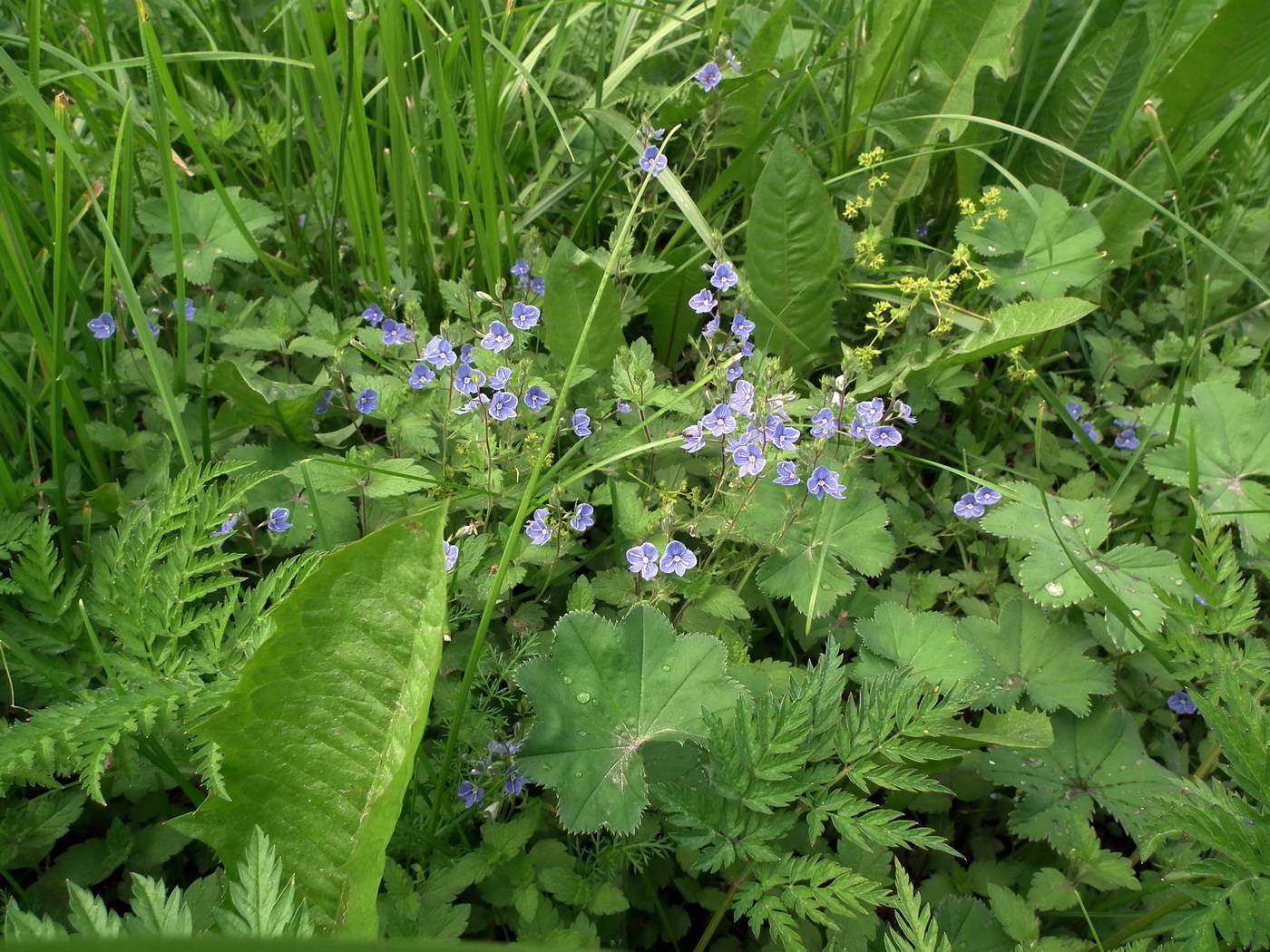 Image of Veronica chamaedrys specimen.