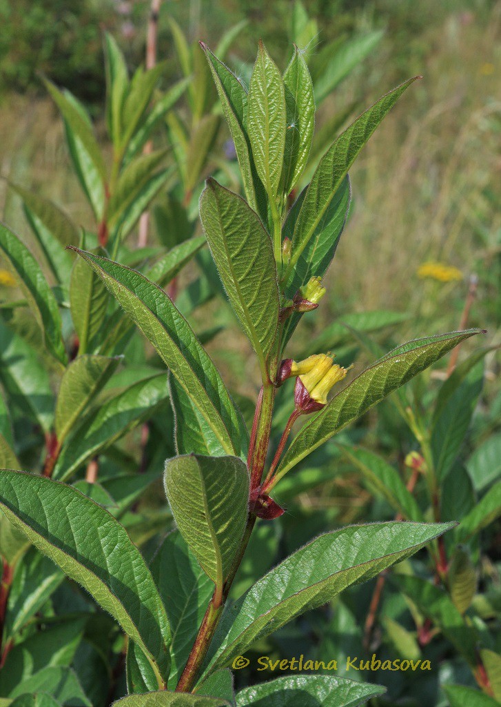 Image of Lonicera involucrata specimen.