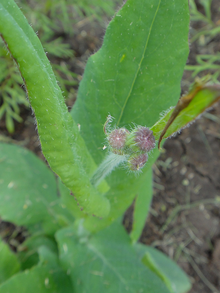 Image of Emilia coccinea specimen.