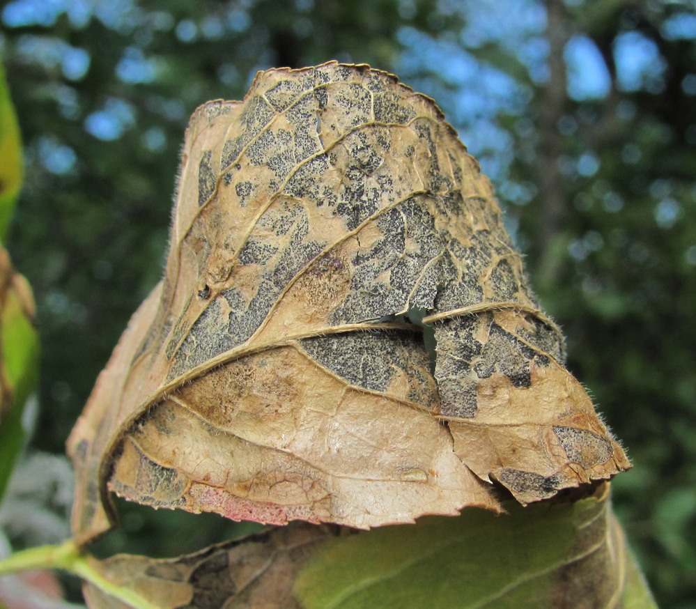 Image of Dictamnus caucasicus specimen.