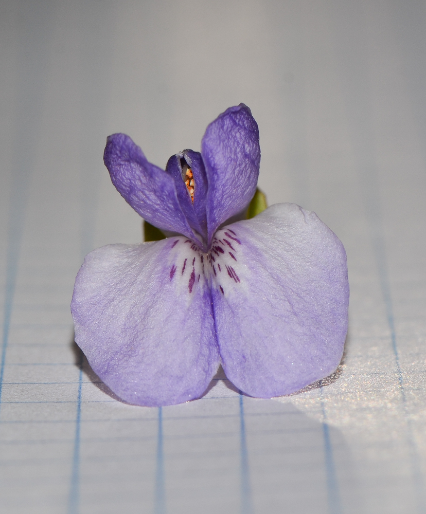 Image of Sophora secundiflora specimen.