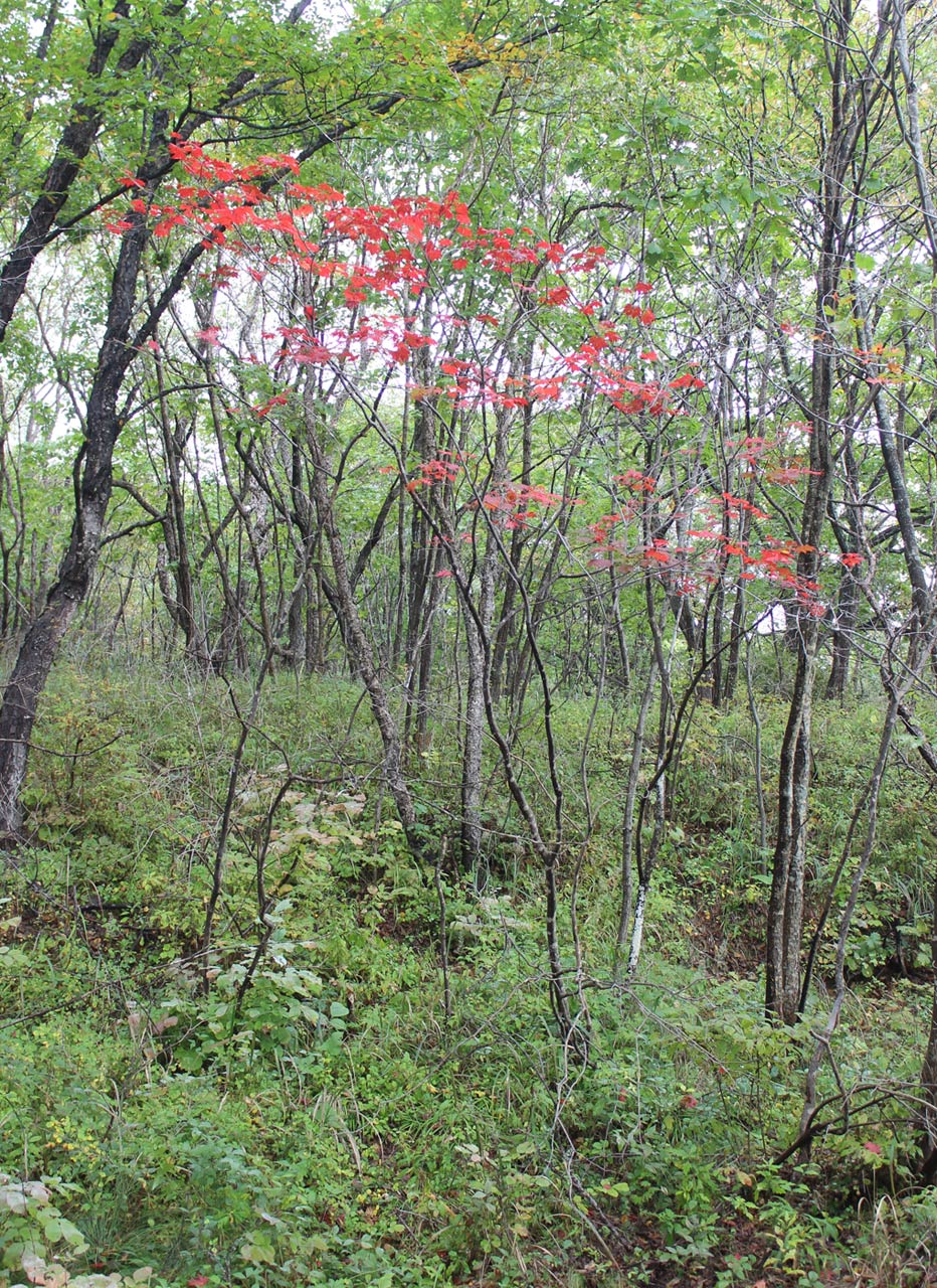 Image of Acer pseudosieboldianum specimen.