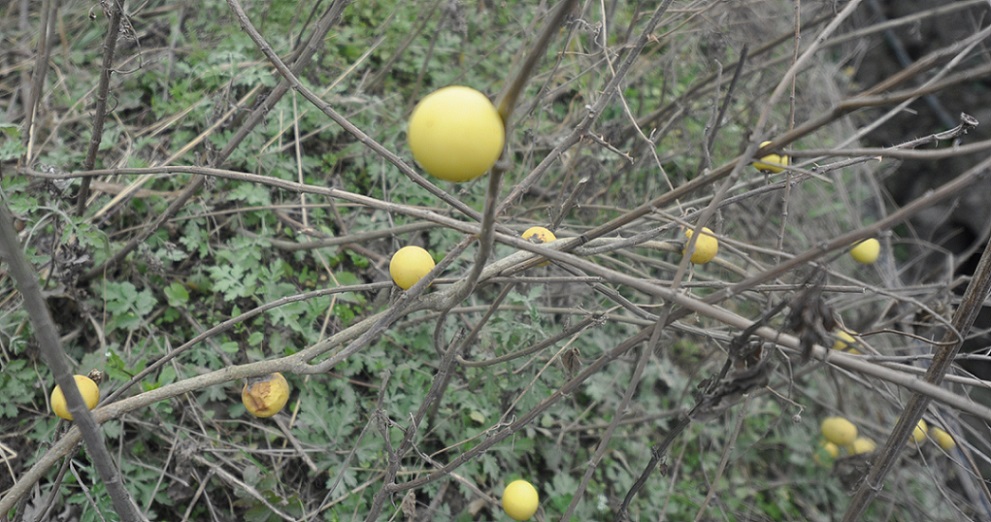 Image of genus Solanum specimen.