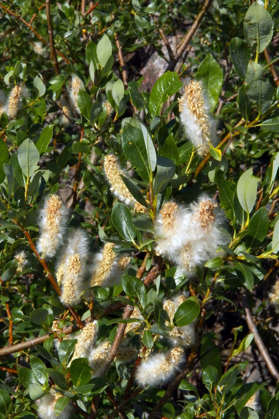 Image of Salix phylicifolia specimen.