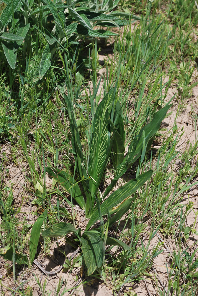 Image of Eminium lehmannii specimen.