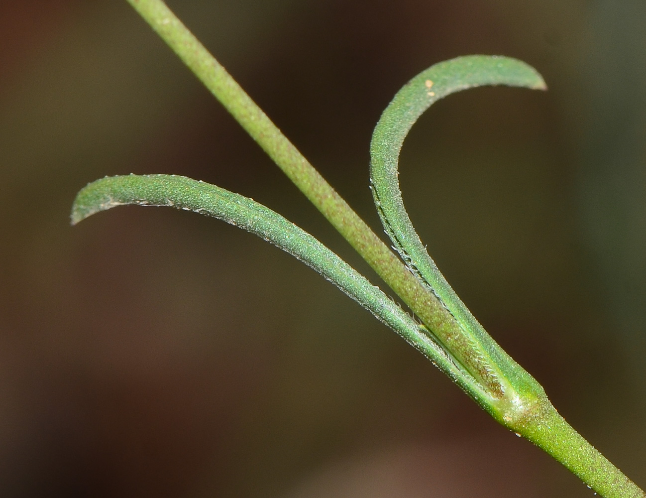 Image of Silene modesta specimen.