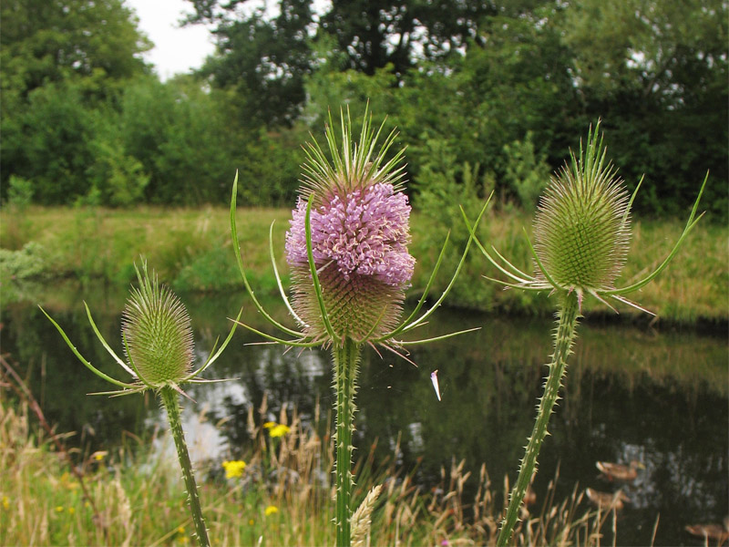 Image of Dipsacus fullonum specimen.