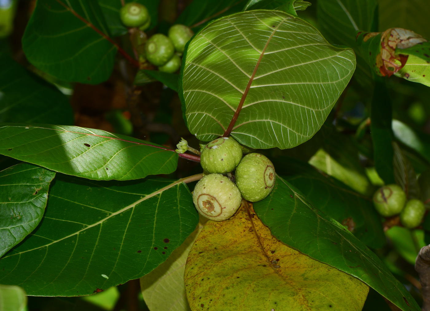 Изображение особи Guettarda speciosa.