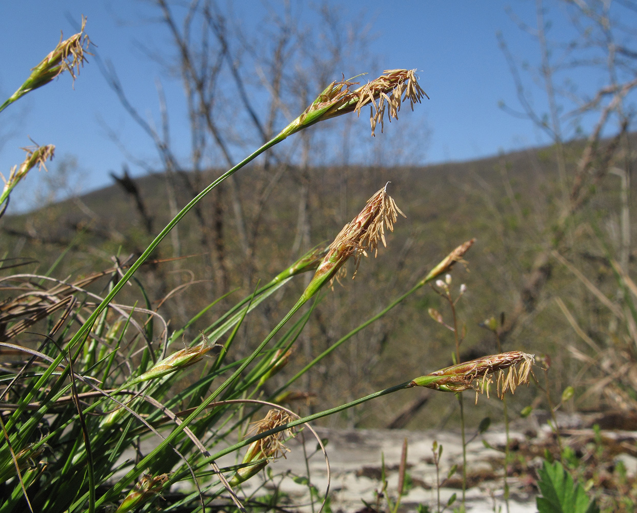 Image of Carex halleriana specimen.