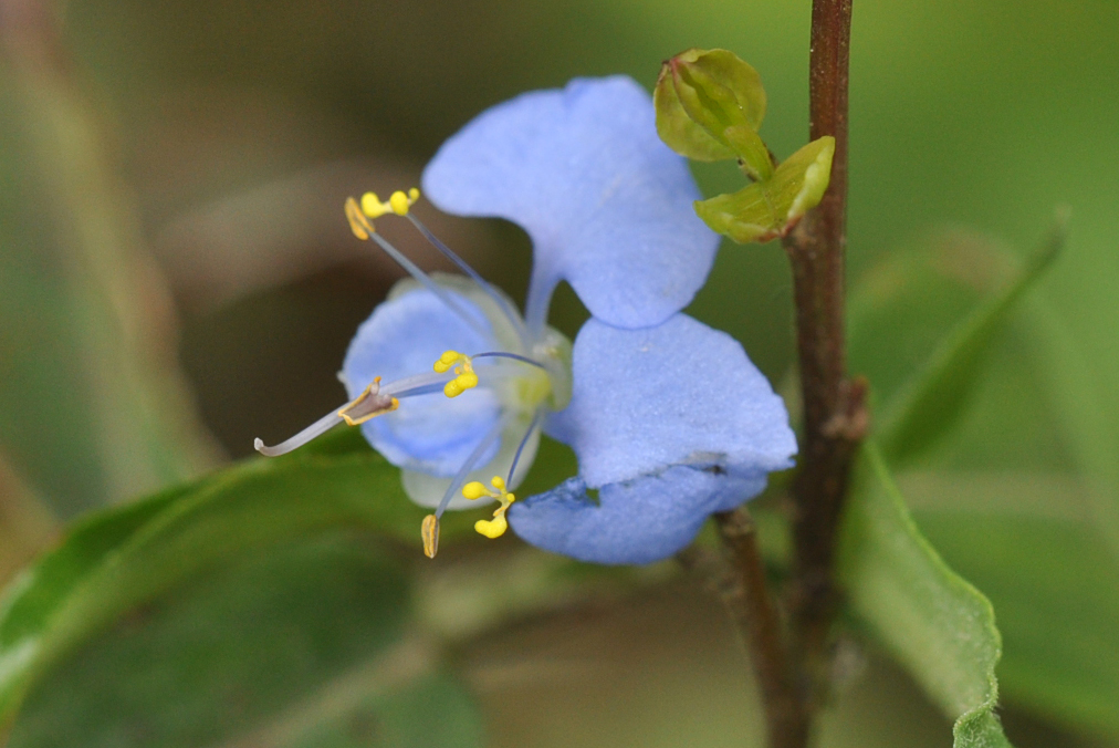 Image of Commelina diffusa specimen.