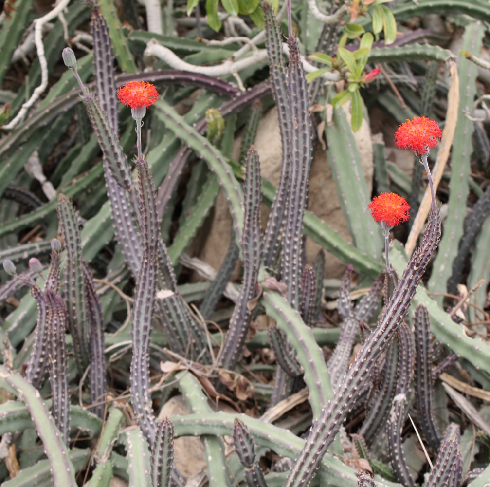 Image of Kleinia stapeliiformis specimen.