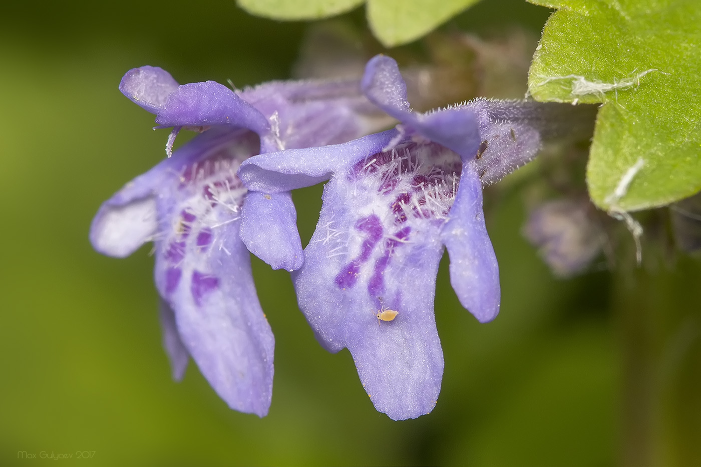 Image of Glechoma hederacea specimen.