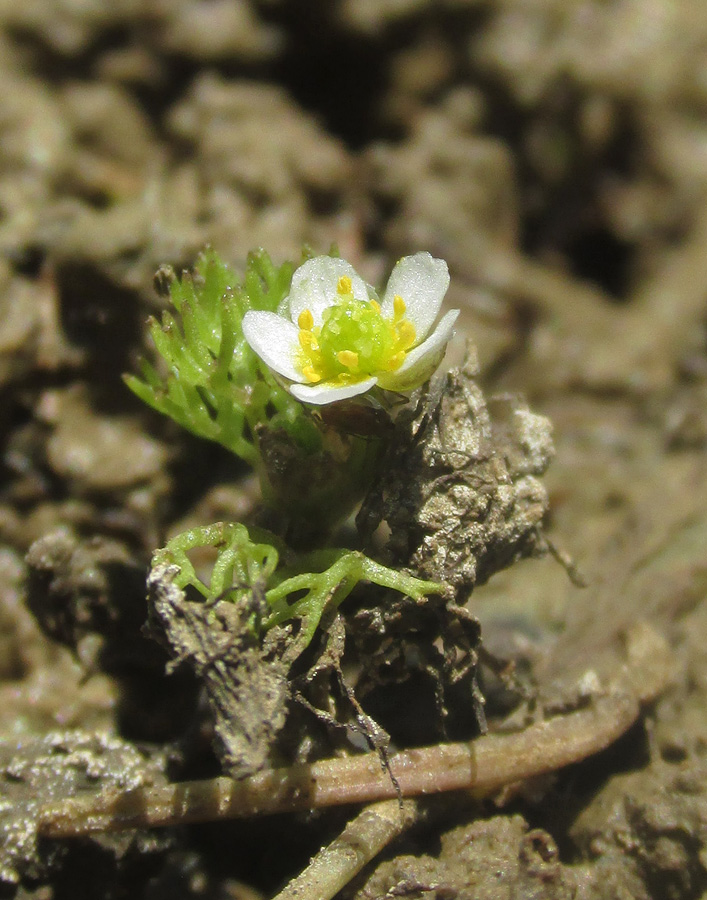 Image of Ranunculus rionii specimen.