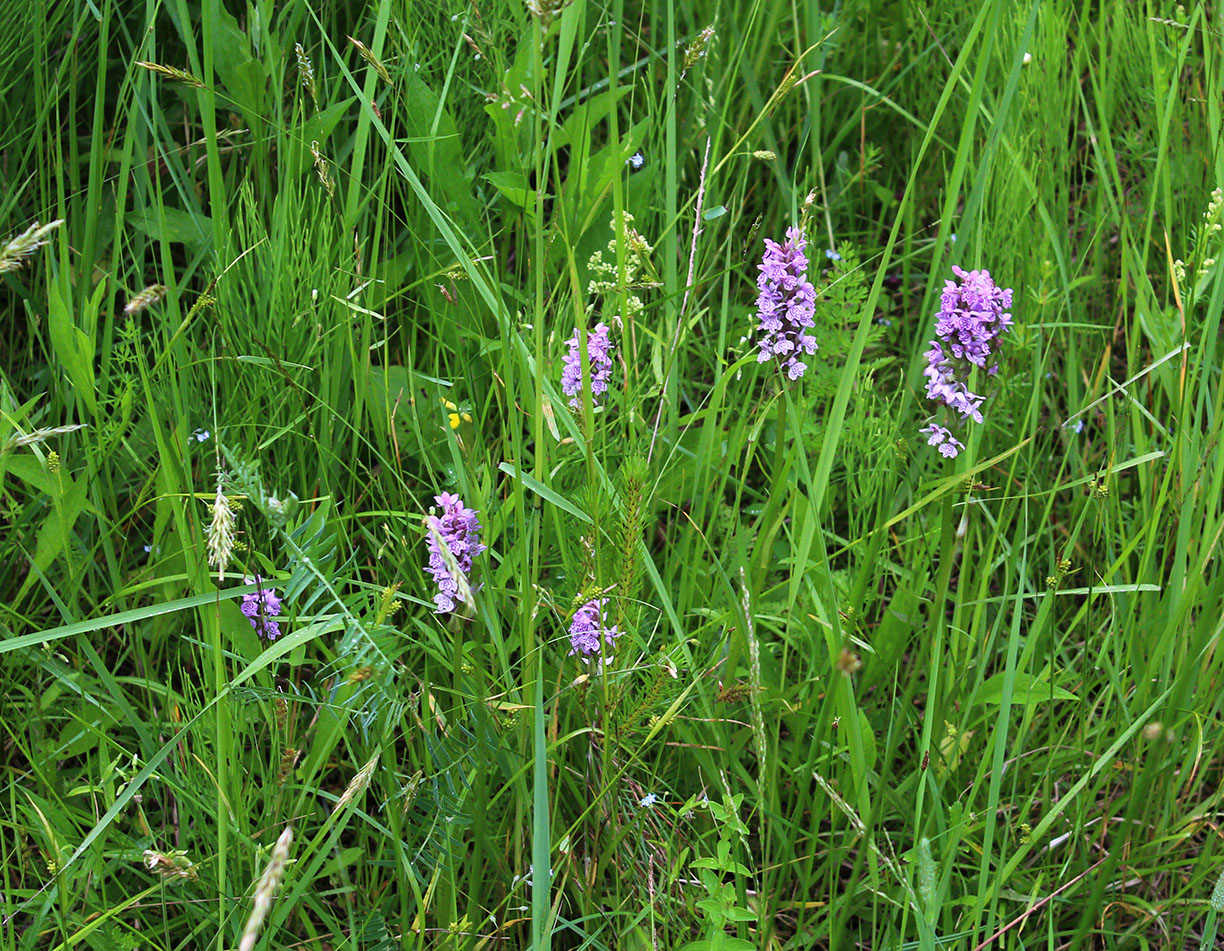 Изображение особи Dactylorhiza baltica.