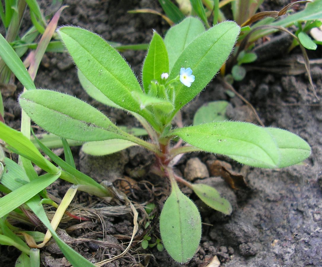 Изображение особи Myosotis sparsiflora.