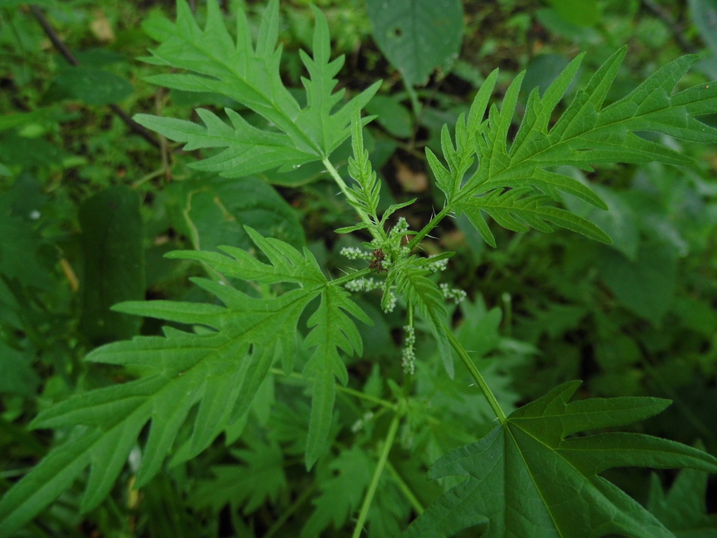 Image of Urtica cannabina specimen.