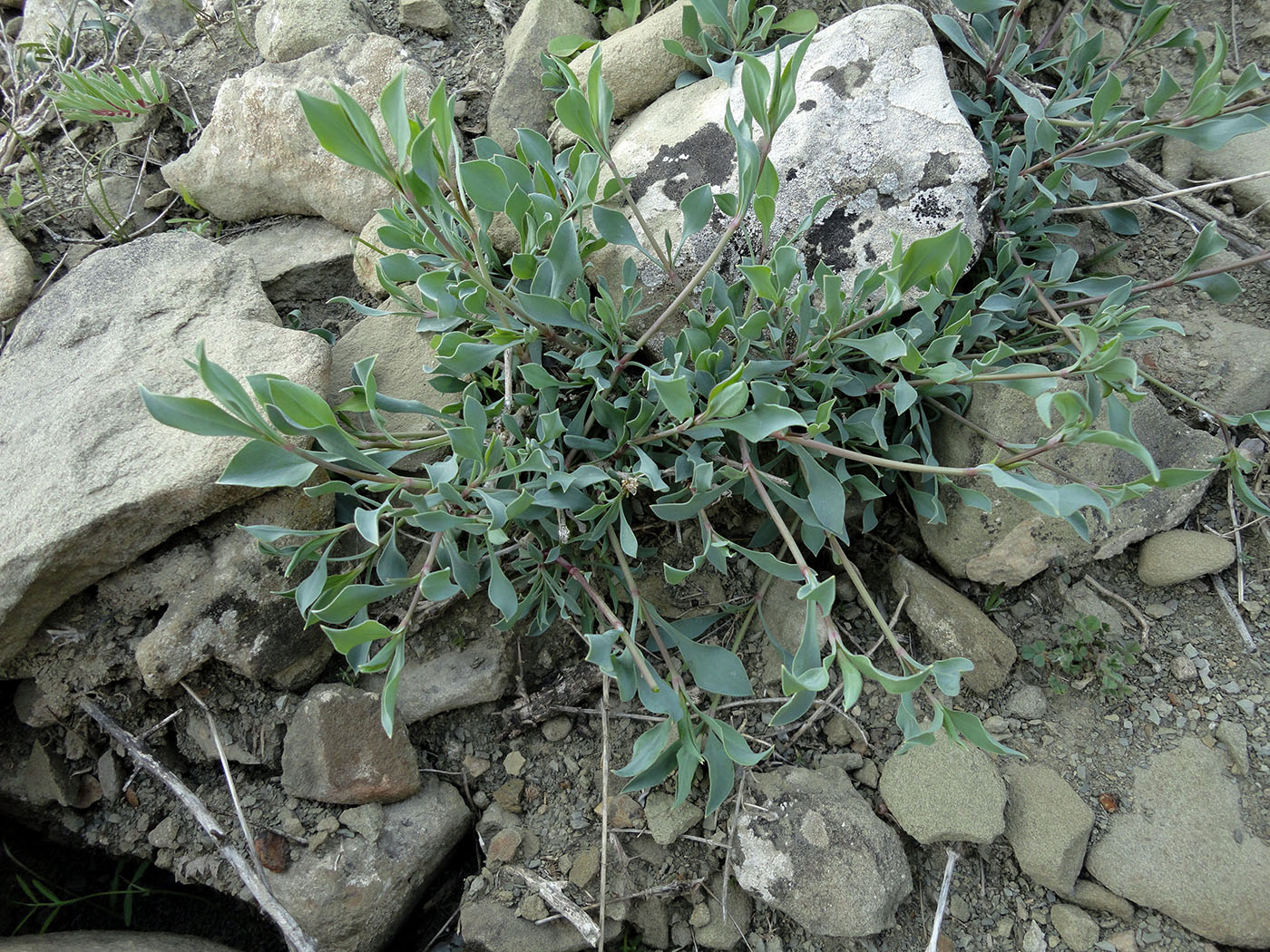 Image of Silene swertiifolia specimen.