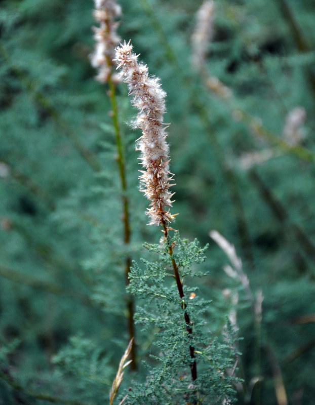 Image of Myricaria bracteata specimen.