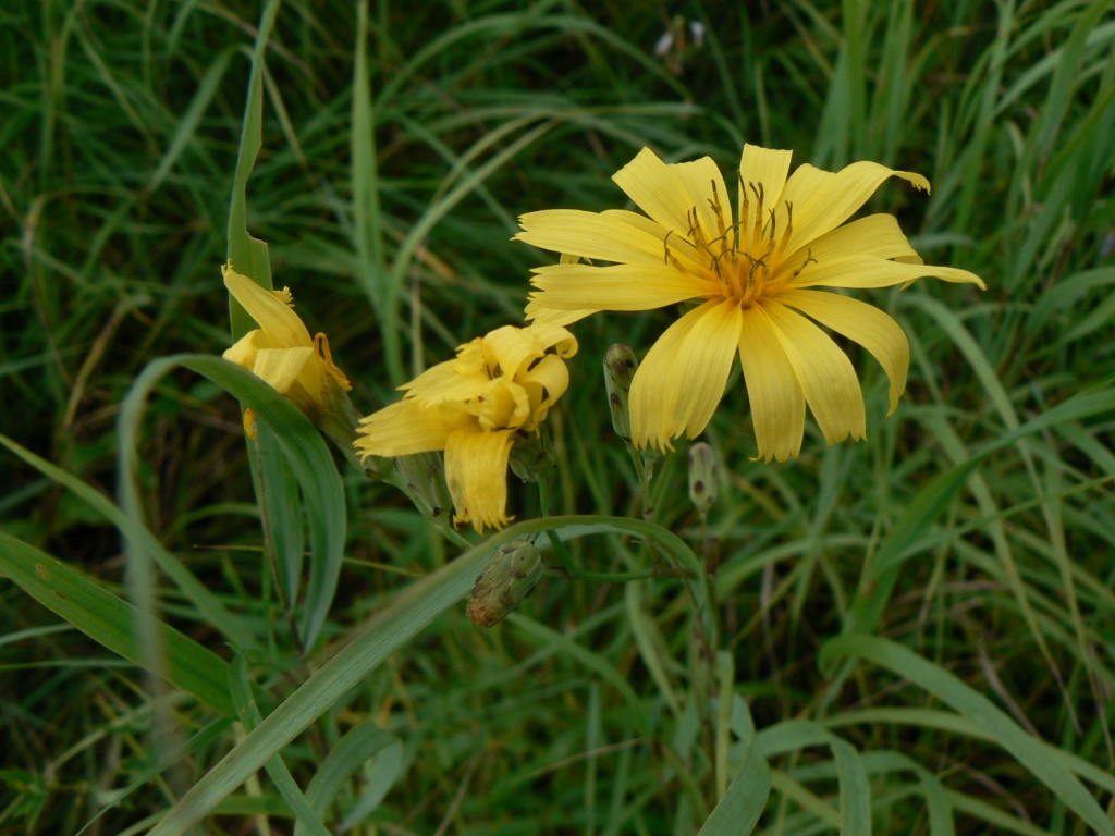 Изображение особи Hieracium hololeion.