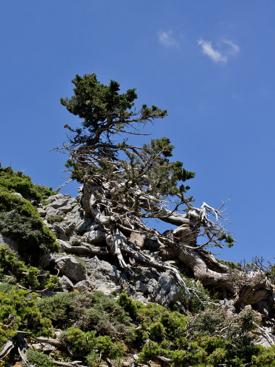 Image of Cupressus sempervirens specimen.