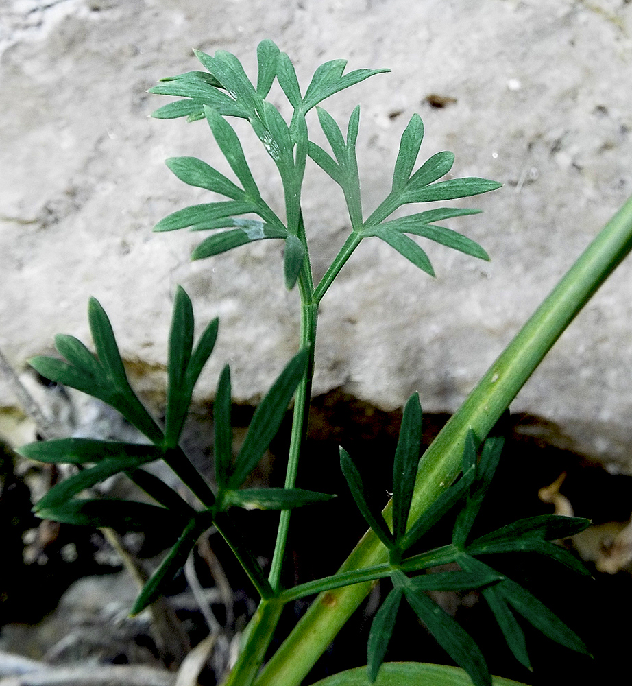 Image of Seseli rupicola specimen.