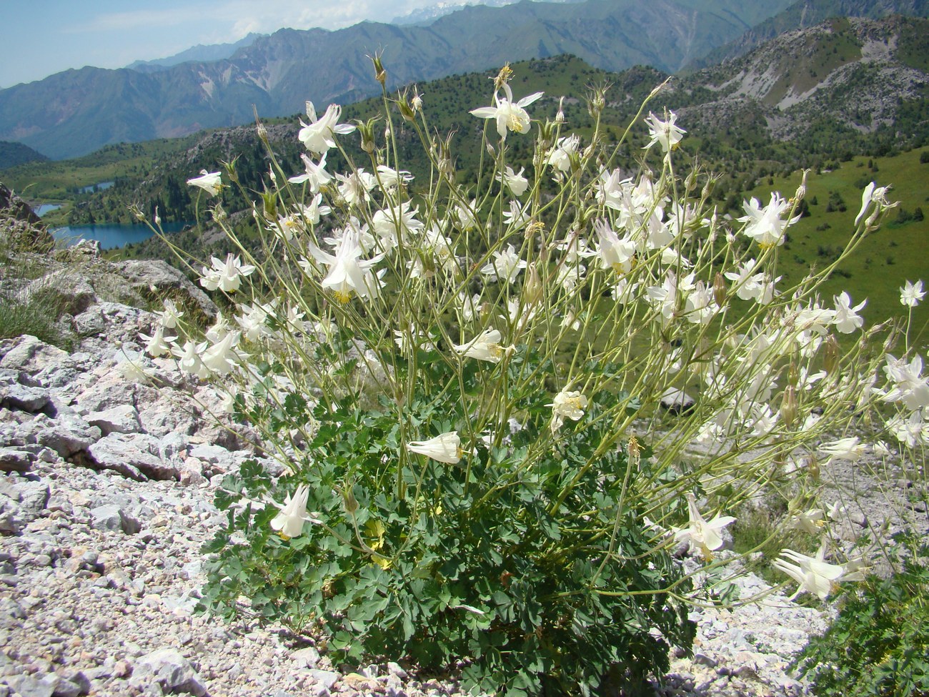 Image of Aquilegia tianschanica specimen.