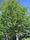 Sorbus aucuparia. Крона и часть ствола взрослого дерева. Восточный Казахстан, г. Усть-Каменогорск, парк Жастар, в культуре. 05.05.2017.