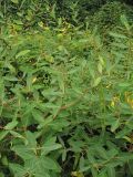 Apocynum cannabinum. Побеги плодоносящего растения. США, штат Мериленд, Роквилл, заросли кустарников на обочине дороги. 22 сентября 2007 г.