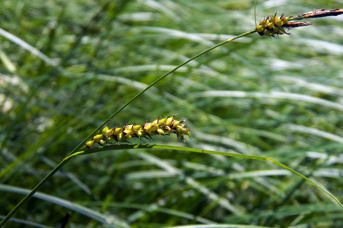 Image of Carex melanostachya specimen.