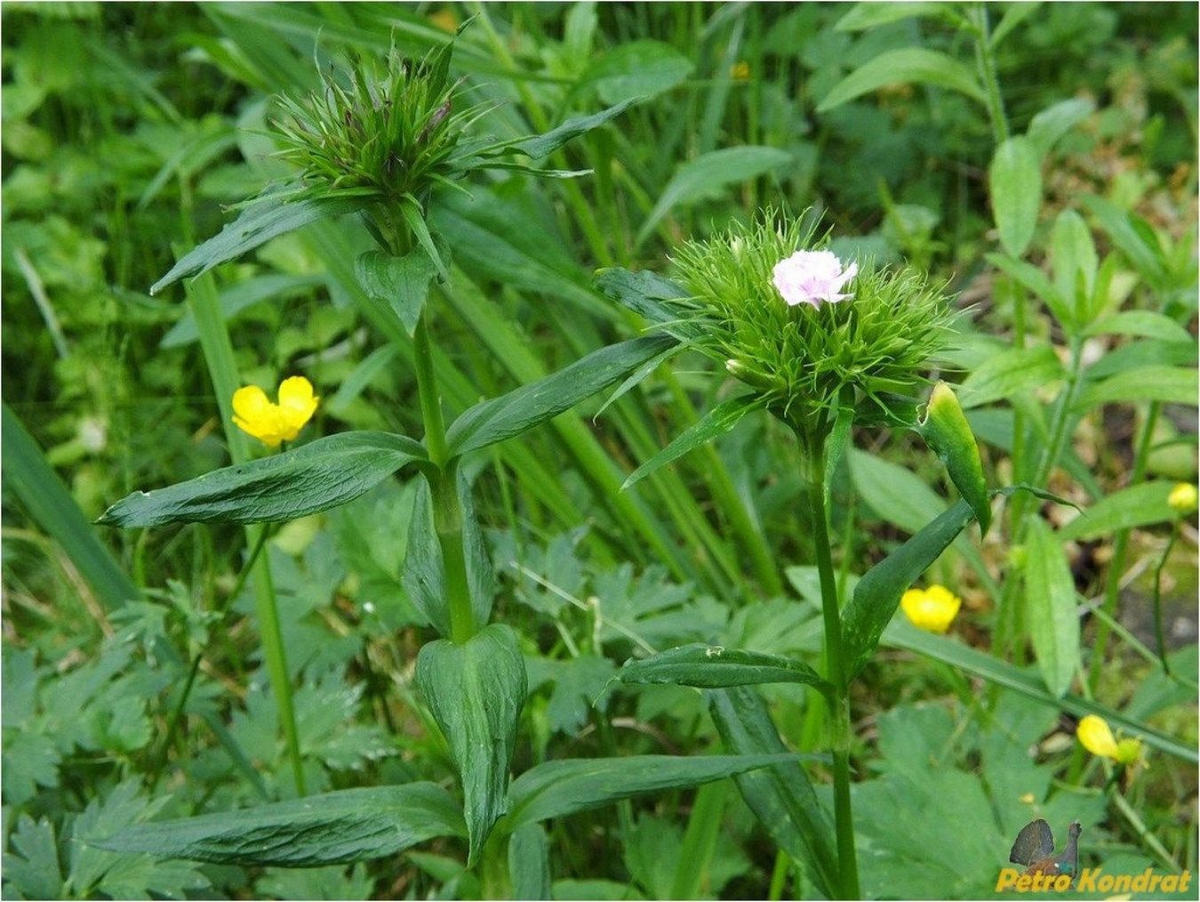 Image of Dianthus compactus specimen.