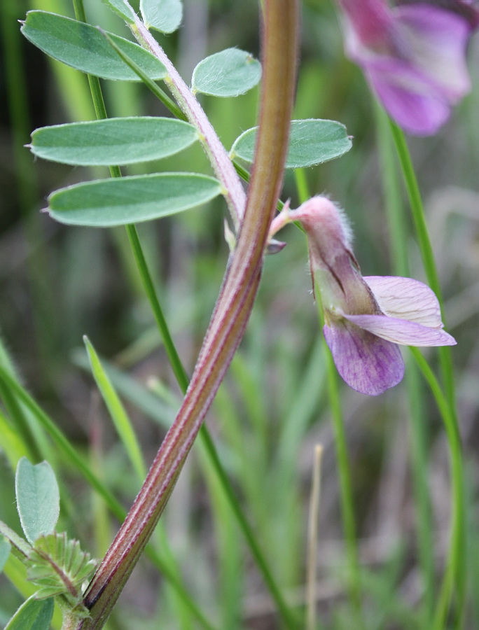 Изображение особи Vicia striata.