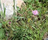 Centaurea kubanica