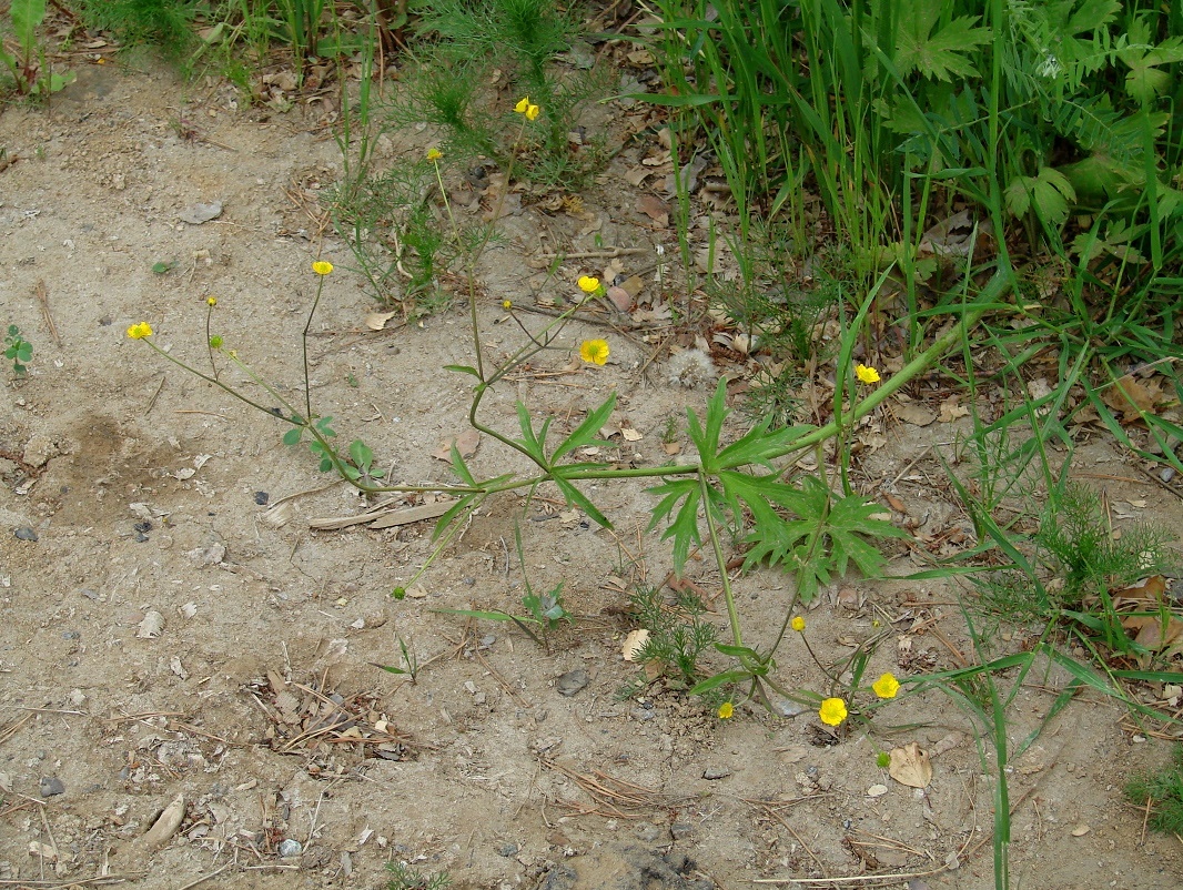 Image of genus Ranunculus specimen.