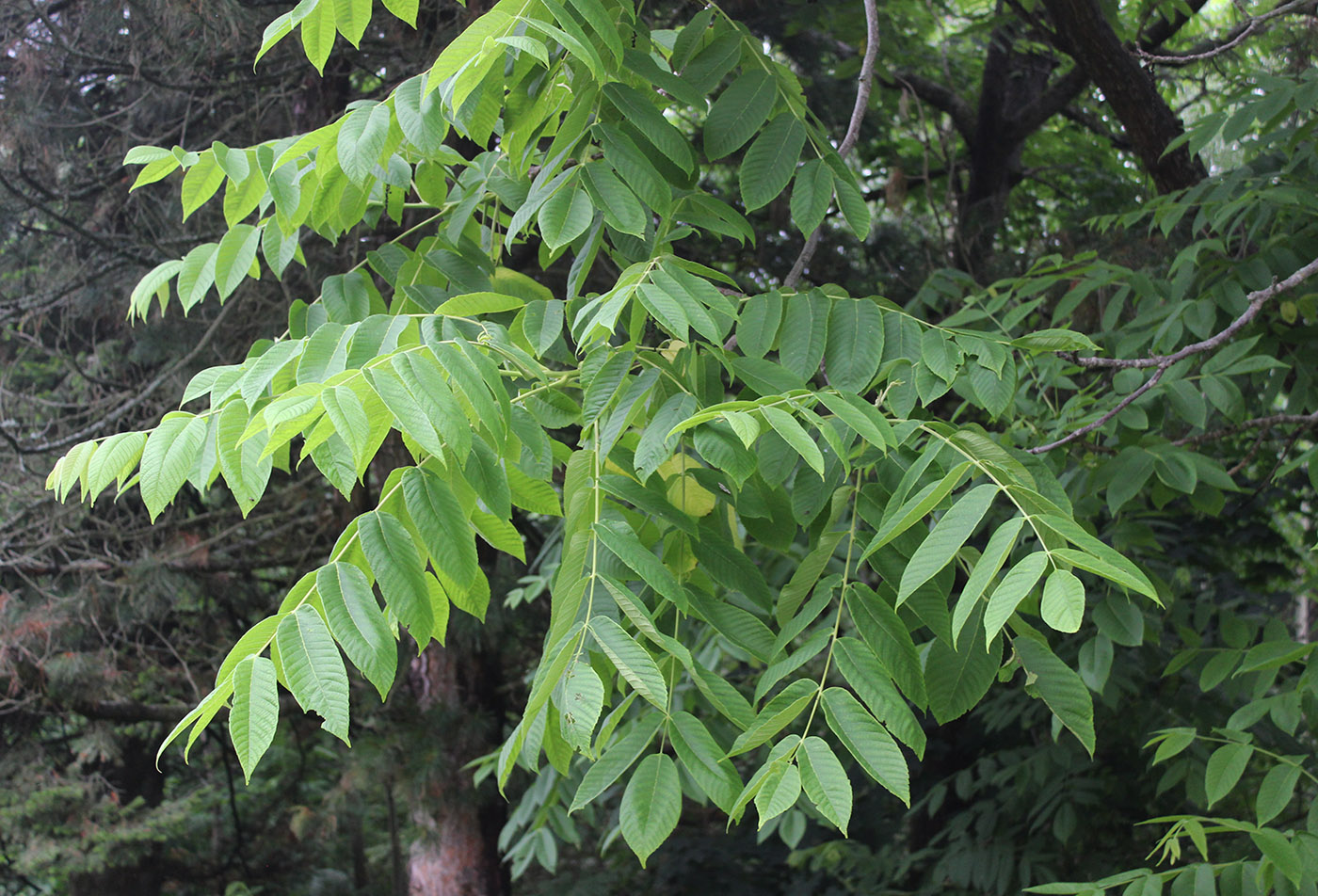 Изображение особи Juglans mandshurica.