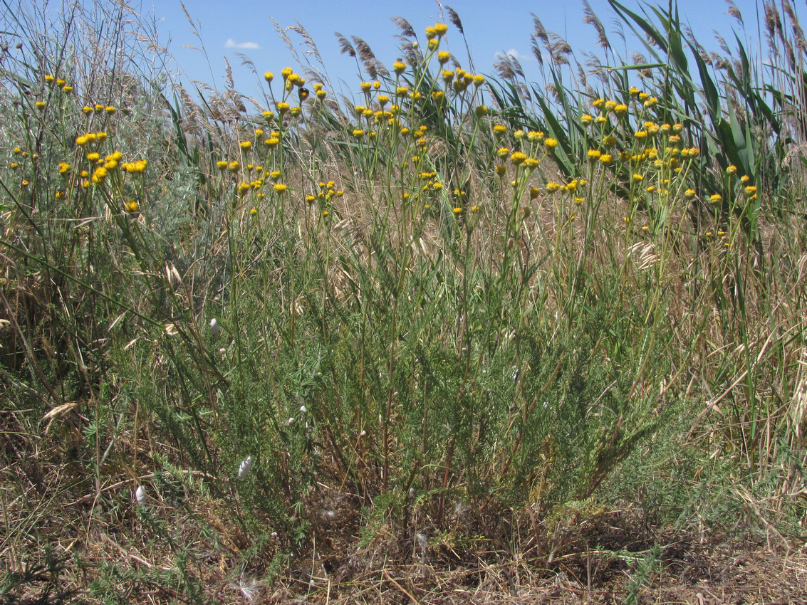 Image of Tanacetum paczoskii specimen.