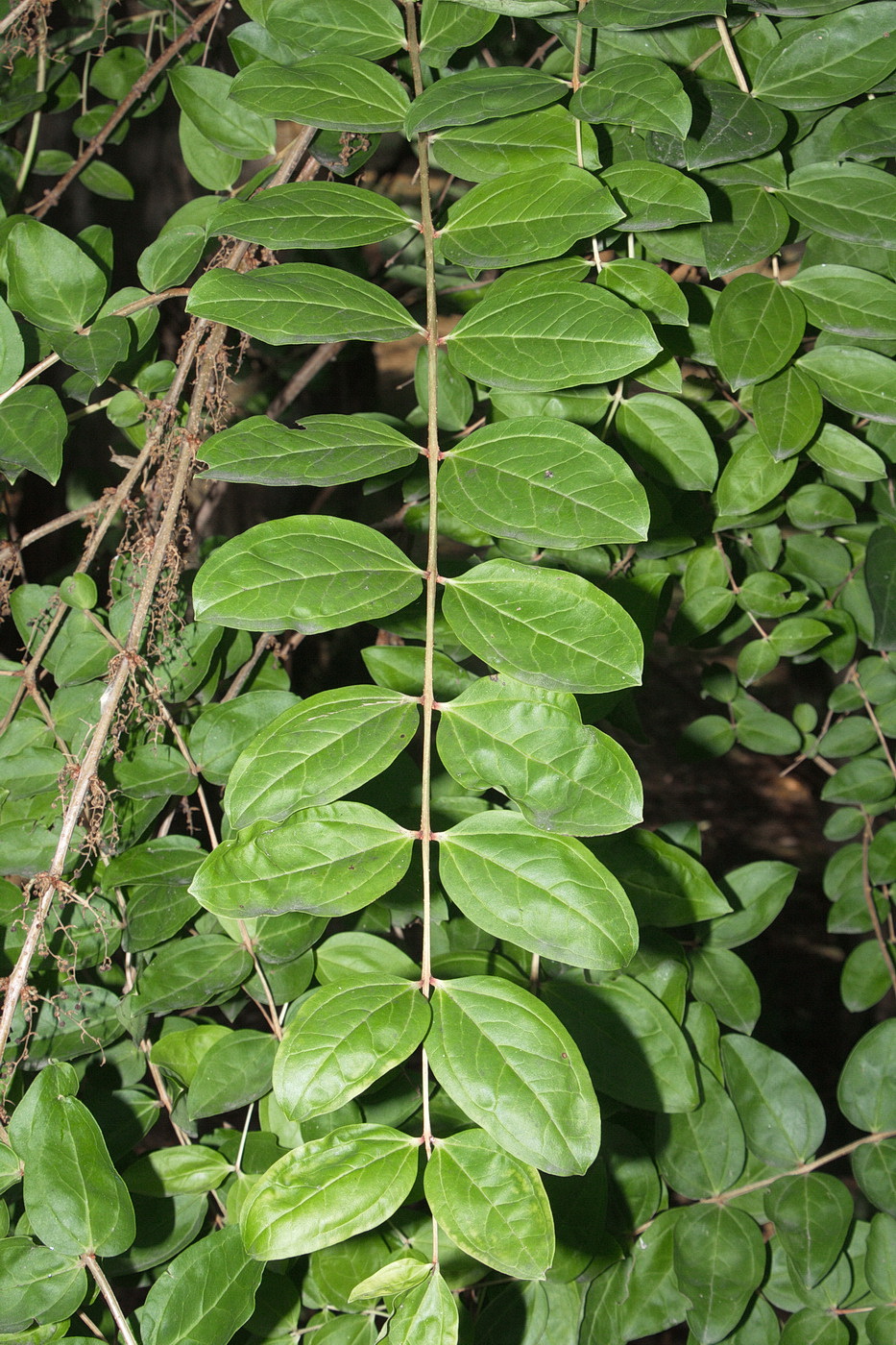 Image of Coriaria sinica specimen.