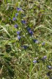 Echium vulgare