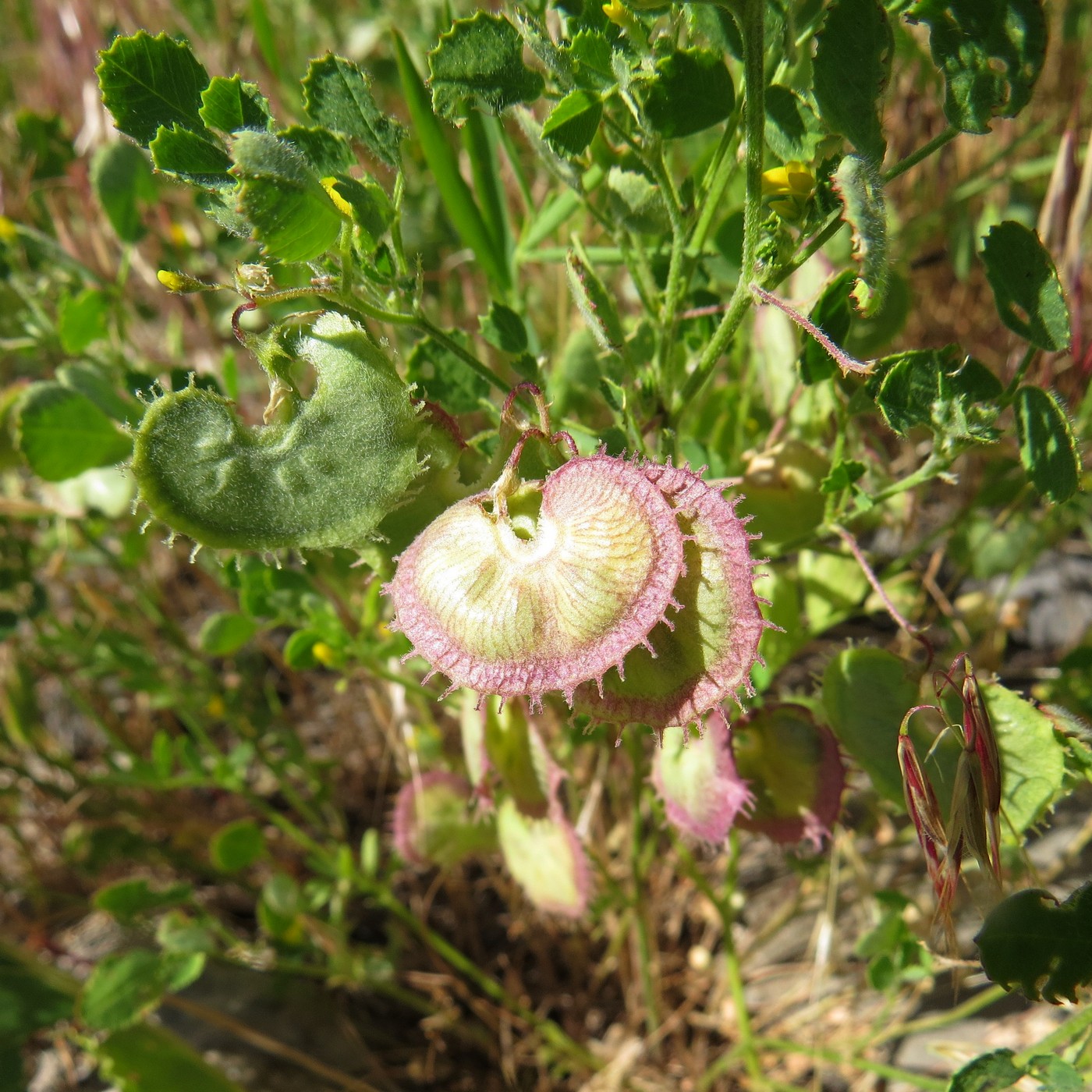 Image of Radiata glabra specimen.